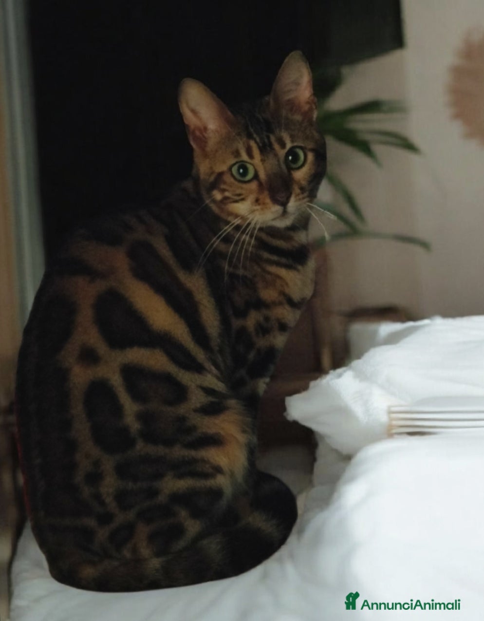 Bengala gatti Splendida gattina Bengala  - Annuncio 2