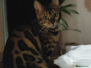 Bengala gatti Splendida gattina Bengala - Annuncio 1