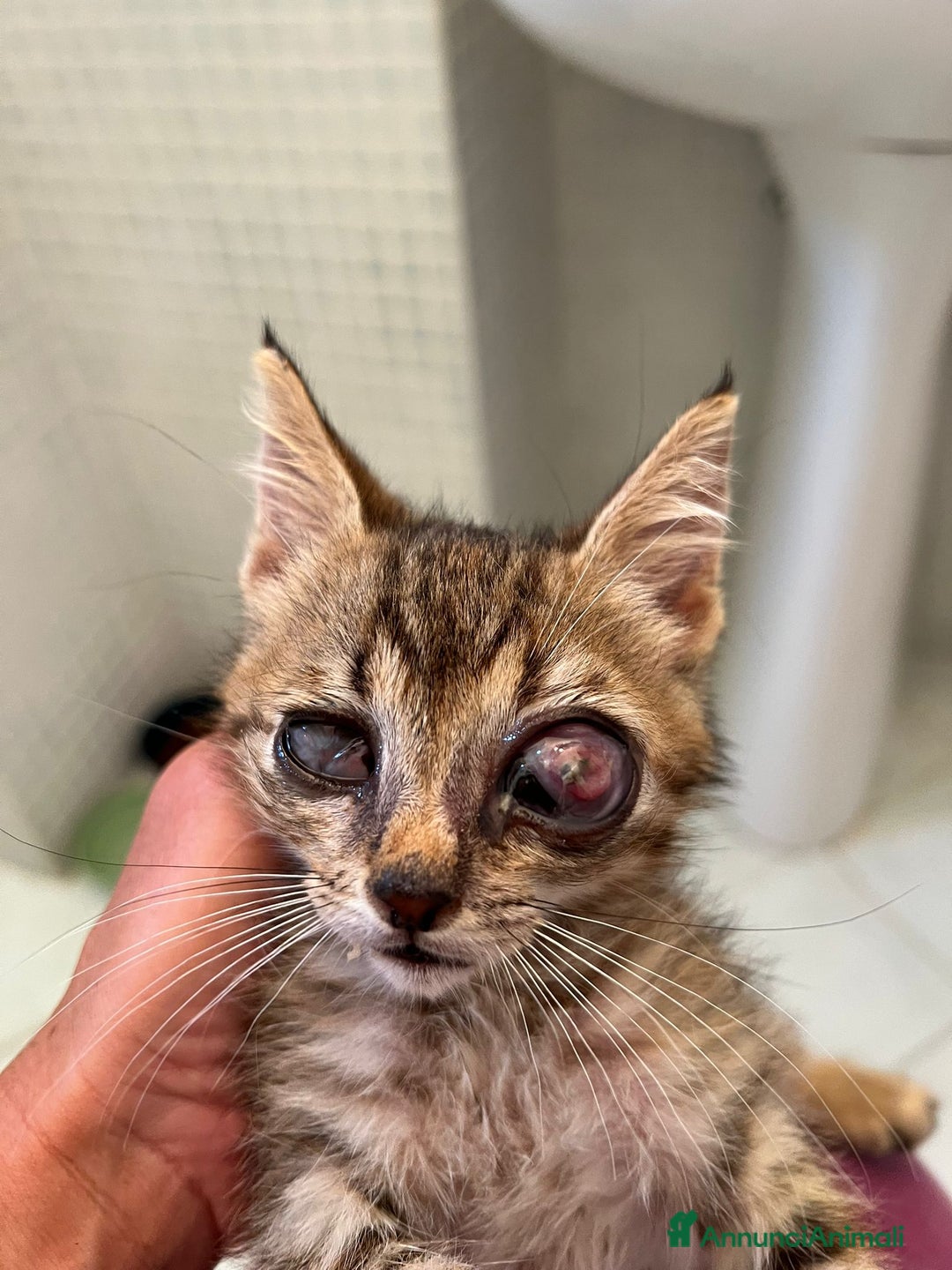 Altre razze gatti in regalo: Adozione del cuore per la piccola Luce - Annuncio 3