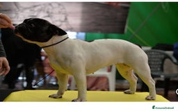 Bulldog Francese cani in regalo: Regalo Bulldog Francese  a Città Metropolitana di Milano - Immagine 2