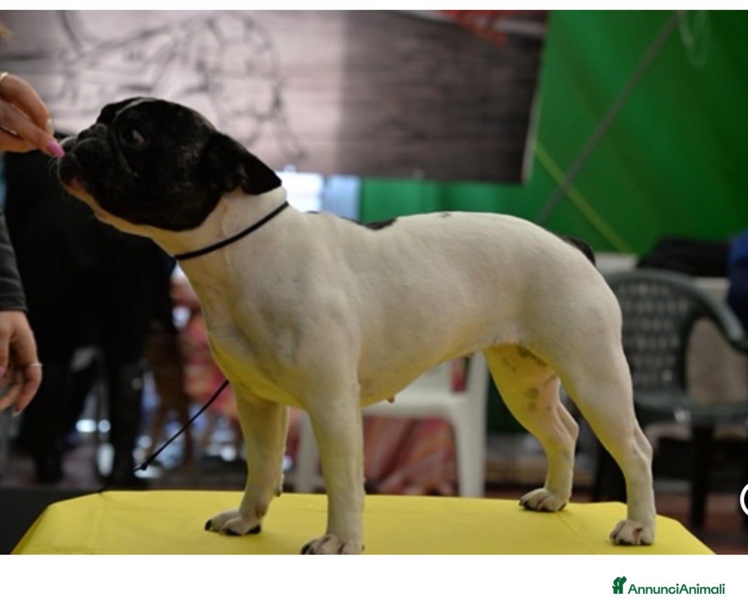 Bulldog Francese cani in regalo: Regalo Bulldog Francese  a Città Metropolitana di Milano - Immagine 2