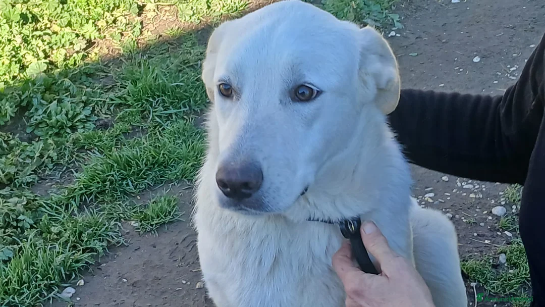 Meticcio cani in regalo: CHIARA DOLCE PIU' DEL MIELE, IN ADOZIONE - Annuncio 1