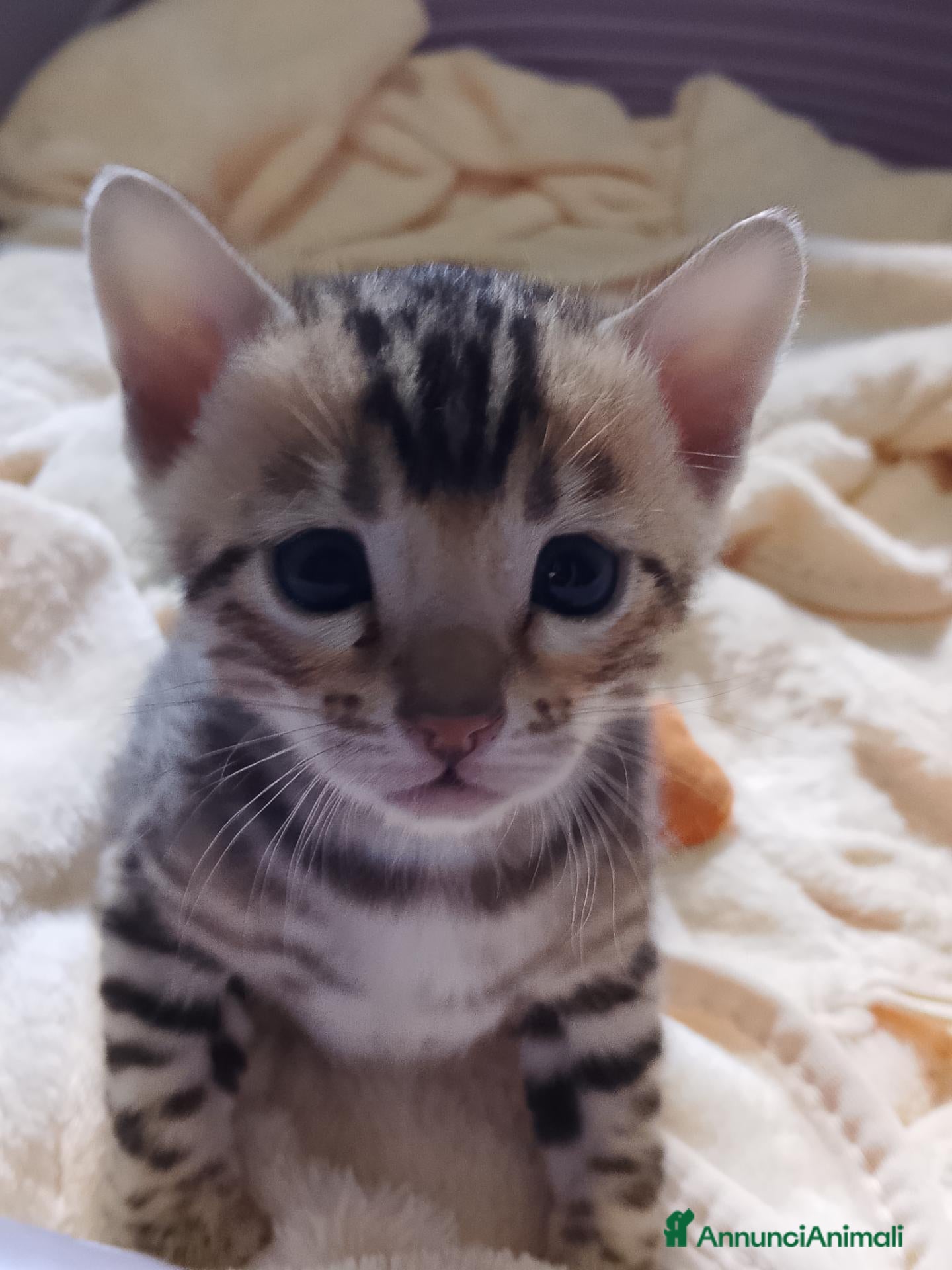 Bengala gatti Cucciolina bengala per Natale - Annuncio 17