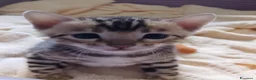 Bengala gatti in vendita: Cucciolina bengala per Natale - Annuncio 1