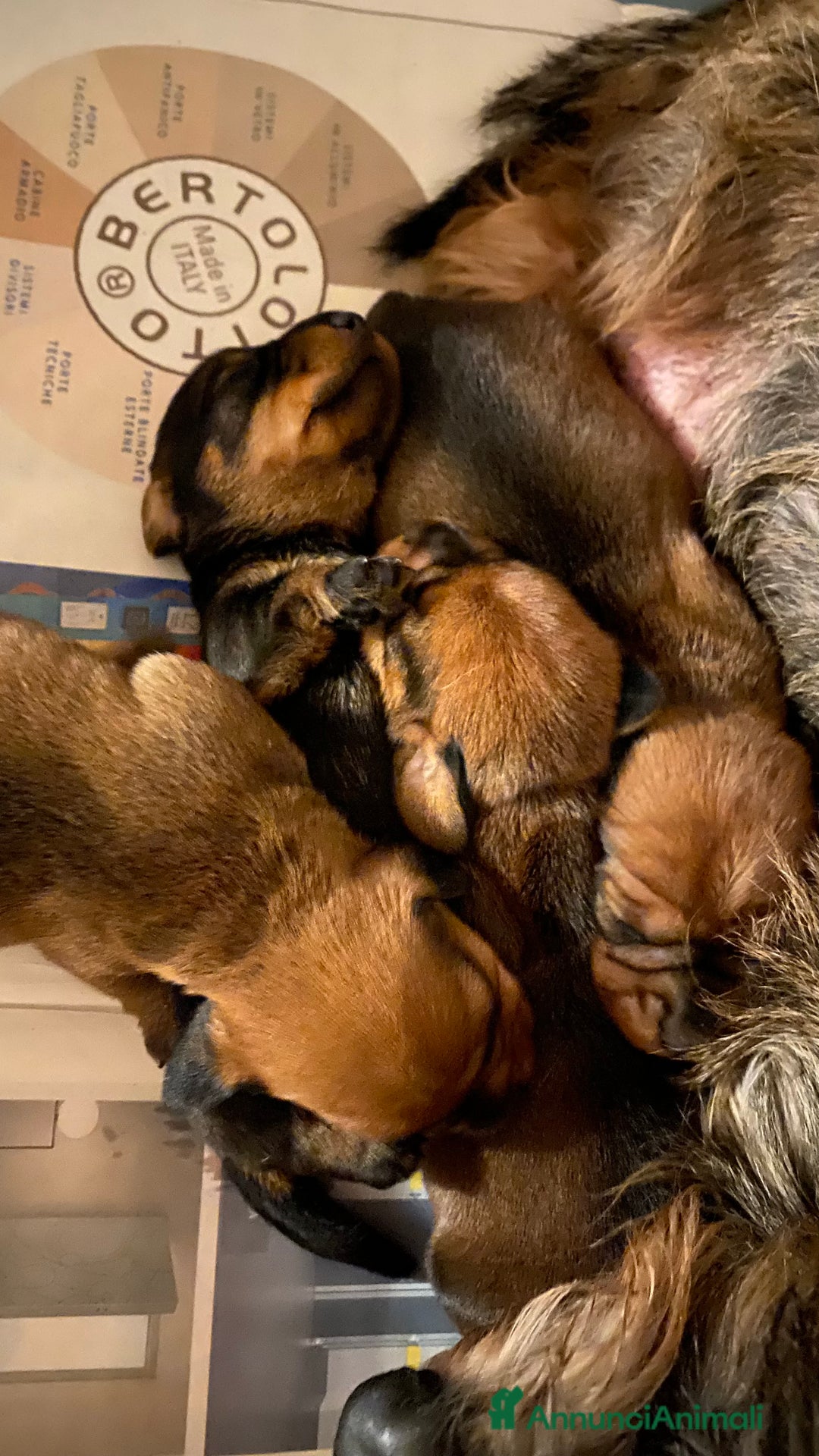 Bassotto cani in vendita: Cuccioli di bassotto a pelo duro - Annuncio 6