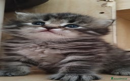 Siberiano gatti in vendita: SIBERIANI GATTINI IPOALLERGENICI  a Provincia di Brescia - Immagine 2