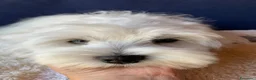 Maltese cani in vendita: Cucciolo di maltese - Annuncio 6