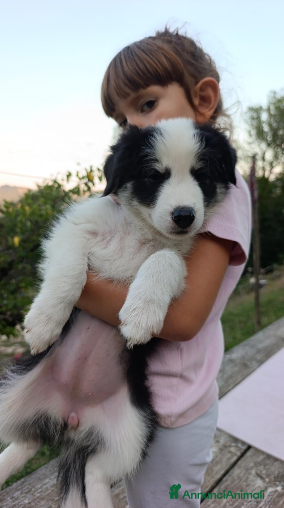 Border Collie cani Cuccioli di Border Collie - Annuncio 2