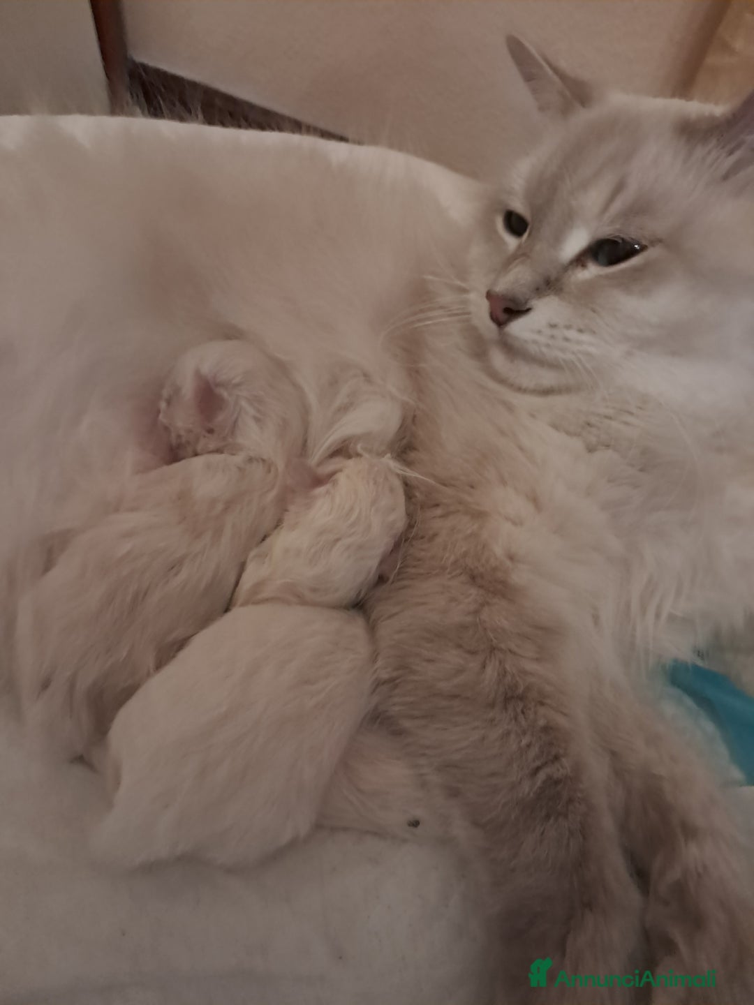 Siberiano gatti in vendita: Cucciola Siberiana neva  - Annuncio 6