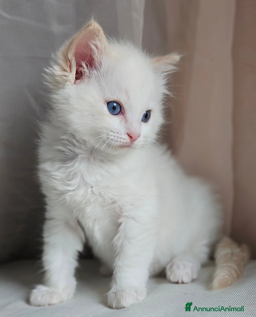 Ragdoll gatti in vendita: Stupenda cucciolata Ragdoll - Annuncio 5