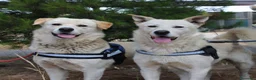 Meticcio cani in regalo: SHERLOCK & WATSON 💙 NON DIVIDERE IL LORO SORRISO a Città Metropolitana di Bologna - Annuncio 2