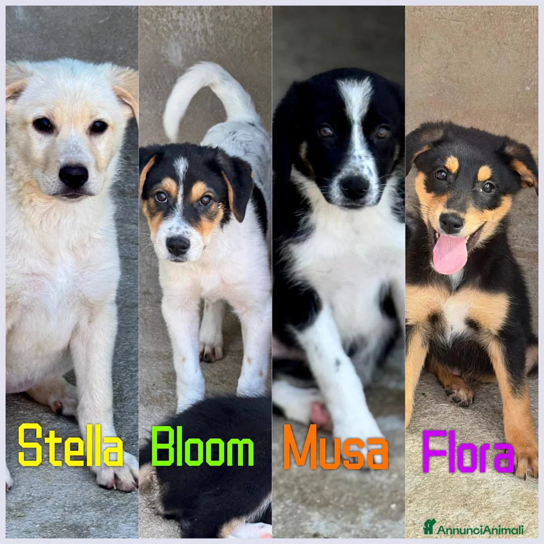 Meticcio cani in regalo: Sissy a Città Metropolitana di Firenze - Annuncio 2