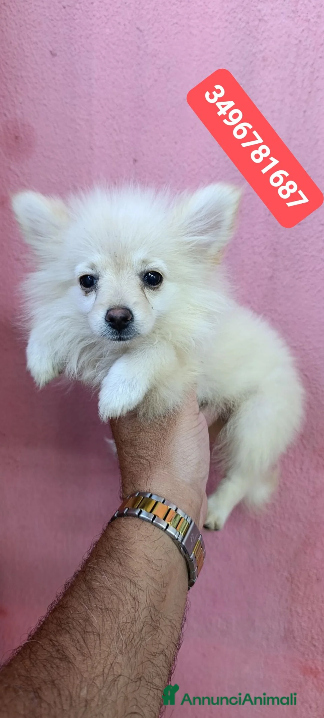 Spitz cani in vendita: SPITZ TEDESCO PICCOLO batuffole bijoux  - Annuncio 5