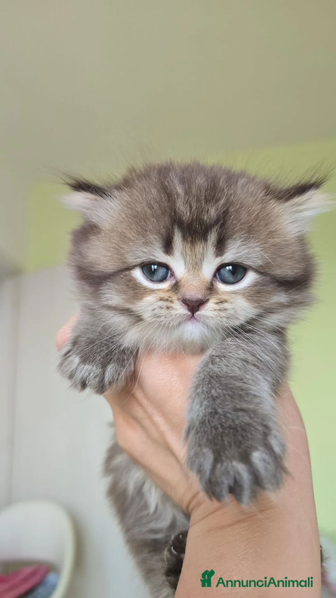 Scottish gatti in vendita: Scottish  - Annuncio 1