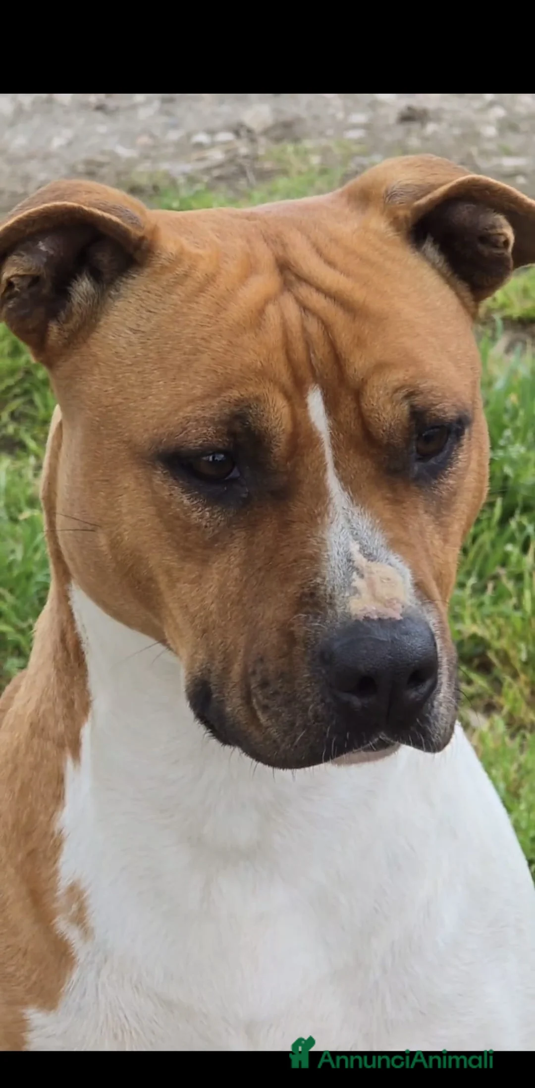 American Staffordshire cani in vendita: Cuccioli di amstaff - Annuncio 1