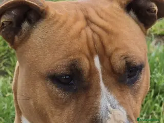 American Staffordshire cani Cuccioli di amstaff - Annuncio 1