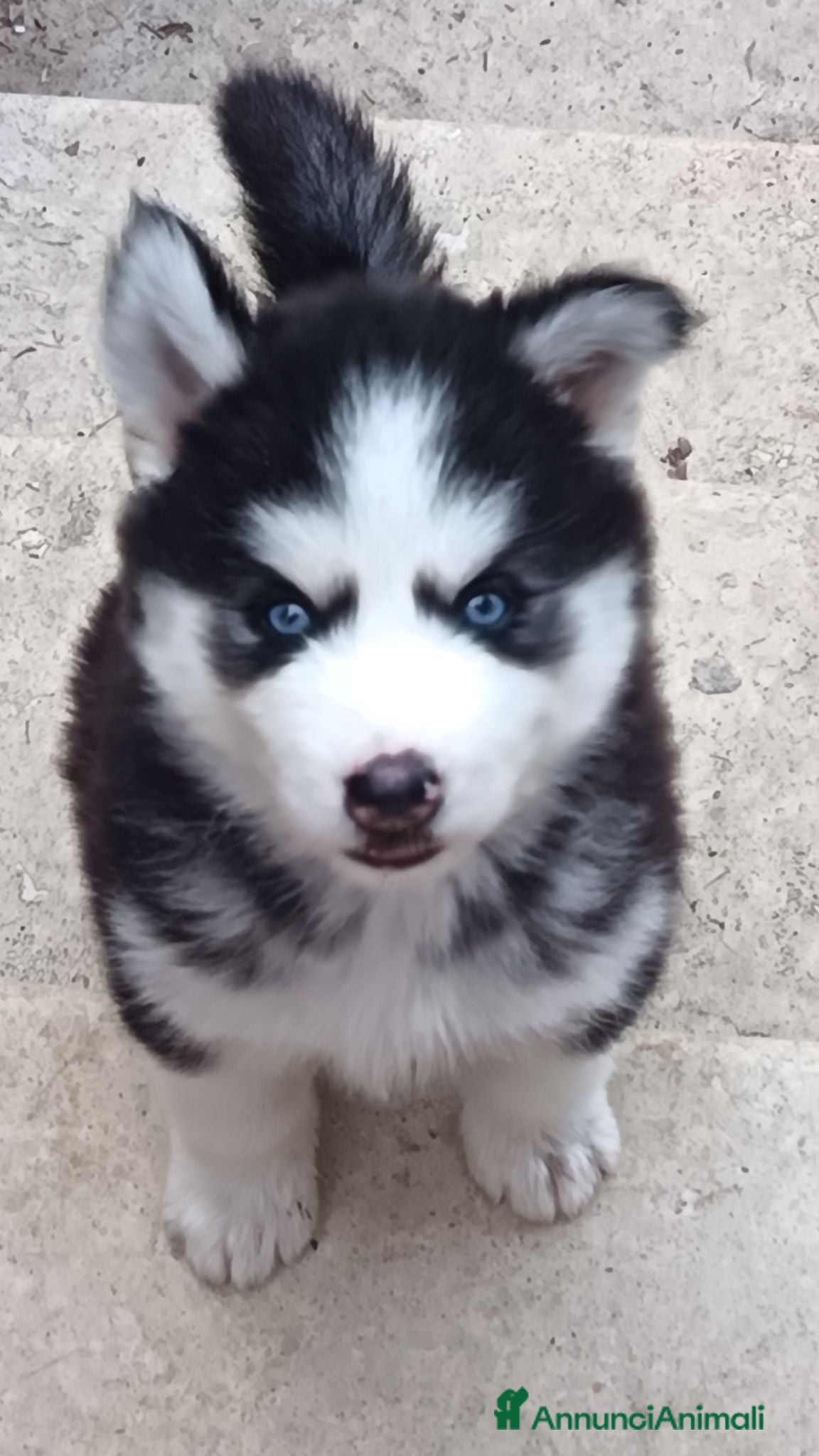 Husky cani Cuccioli di siberian husky - Annuncio 28