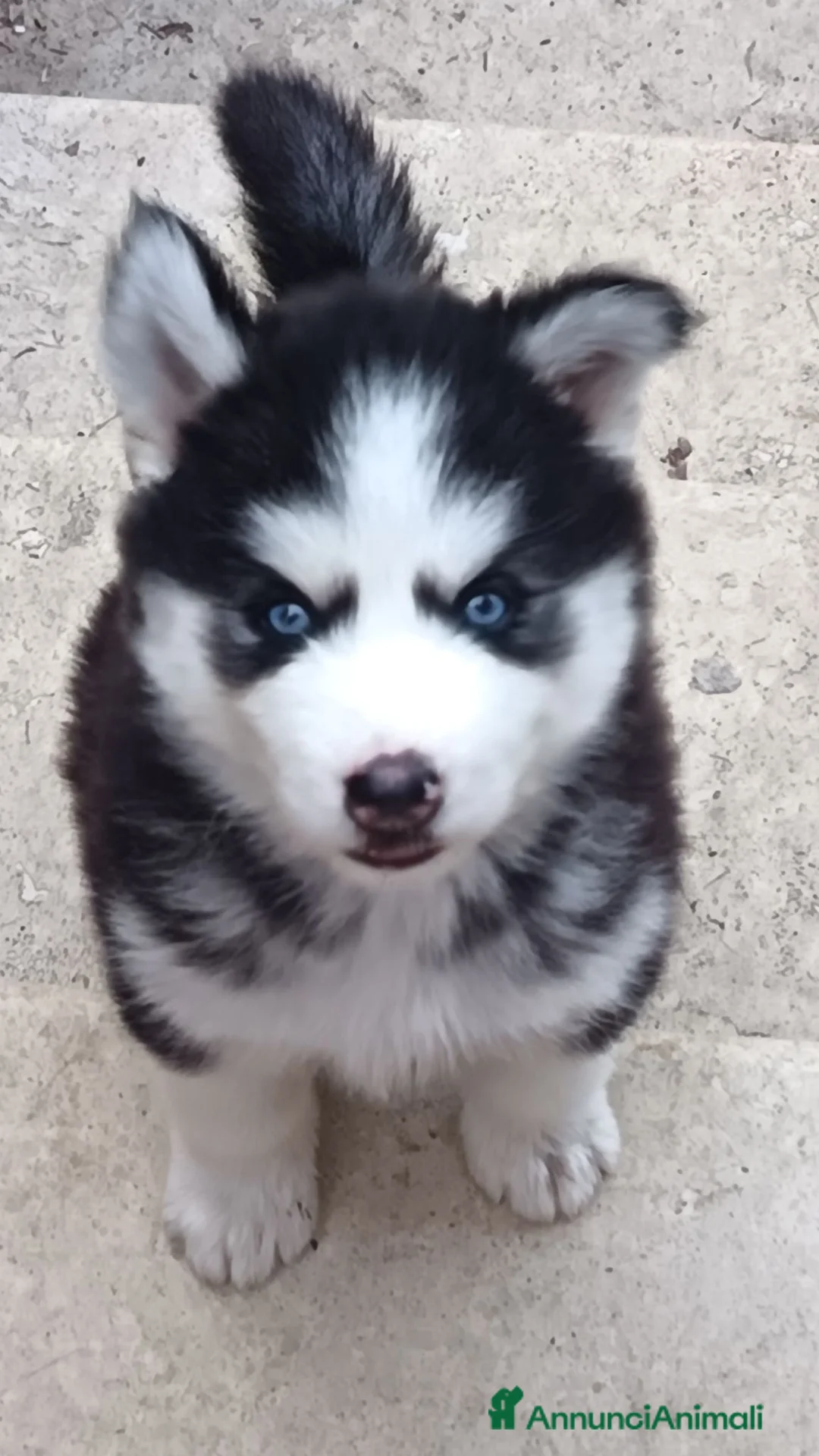 Husky cani in vendita: Cuccioli di siberian husky - Annuncio 2