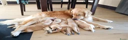 Golden Retriever cani in vendita:  Cucciolata casalinga Golden retriever Americani  a Provincia di Catanzaro - Annuncio 5