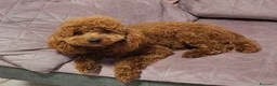Barboncino Toy cani in vendita: Barboncini toy  - Annuncio 5