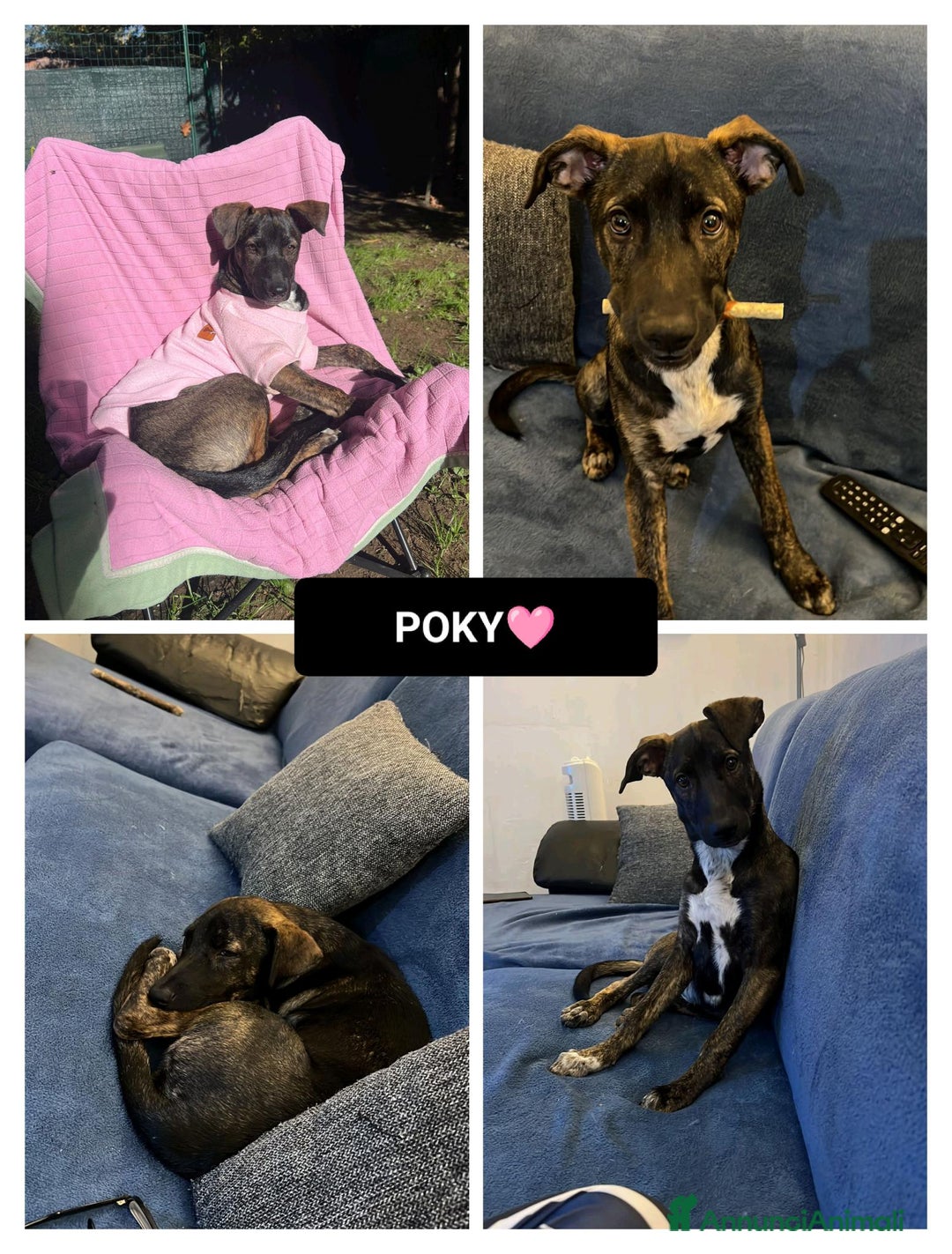 Altre razze cani in regalo: poky  - Annuncio 1