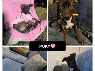 Altre razze cani poky - Annuncio 20