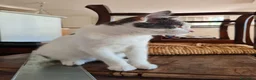 Europeo gatti in regalo: Gattino maschio 4 mesi buonissimo  - Annuncio 3