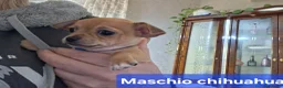 Chihuahua cani in vendita: Cuccioli di chihuahua  - Annuncio 4