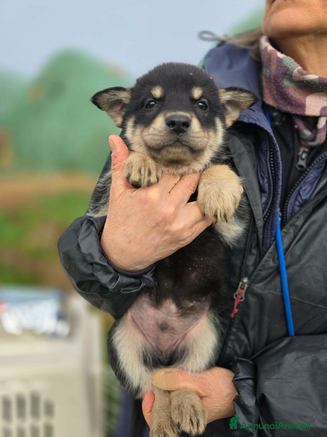 Meticcio cani in regalo: Milo meraviglioso cucciolo in adozione  - Annuncio 3