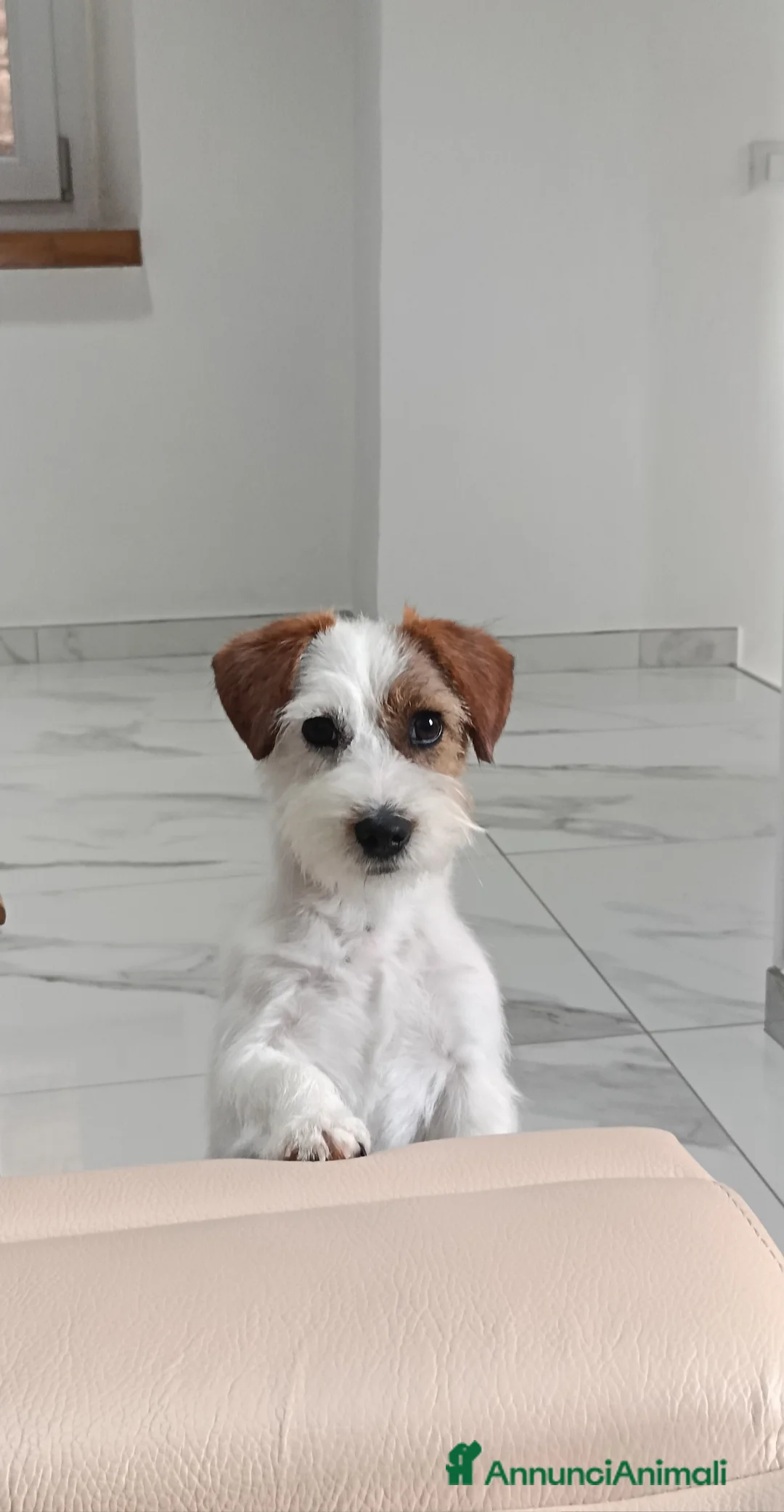 Jack Russell cani in vendita: Femmina di Jack Russel  - Annuncio 2