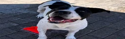 Meticcio cani in regalo: BLACK GENTILCANE - Annuncio 14