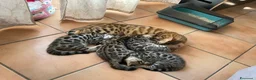 Bengala gatti in vendita: Gattina Bengala senza Pedigree - Annuncio 2
