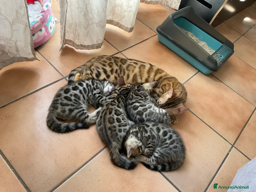 Bengala gatti in vendita: Gattina Bengala senza Pedigree - Annuncio 2