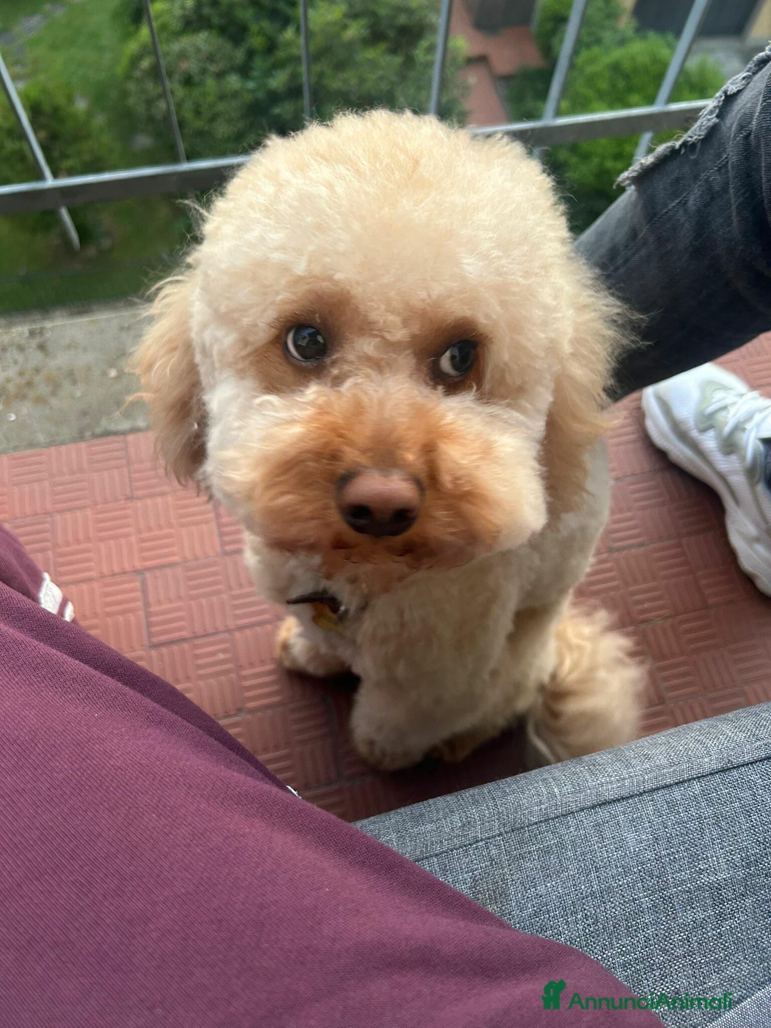 Barboncino cani HERMES, BARBONCINO super coccolone! - Annuncio 1