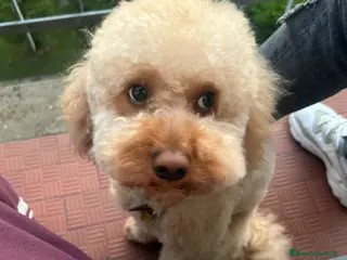 Barboncino cani HERMES, BARBONCINO super coccolone! - Annuncio 1