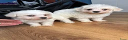 Maltese cani in vendita: Cucciolo maltese  - Annuncio 3
