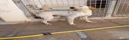 Meticcio cani in regalo: Elettra - Annuncio 4