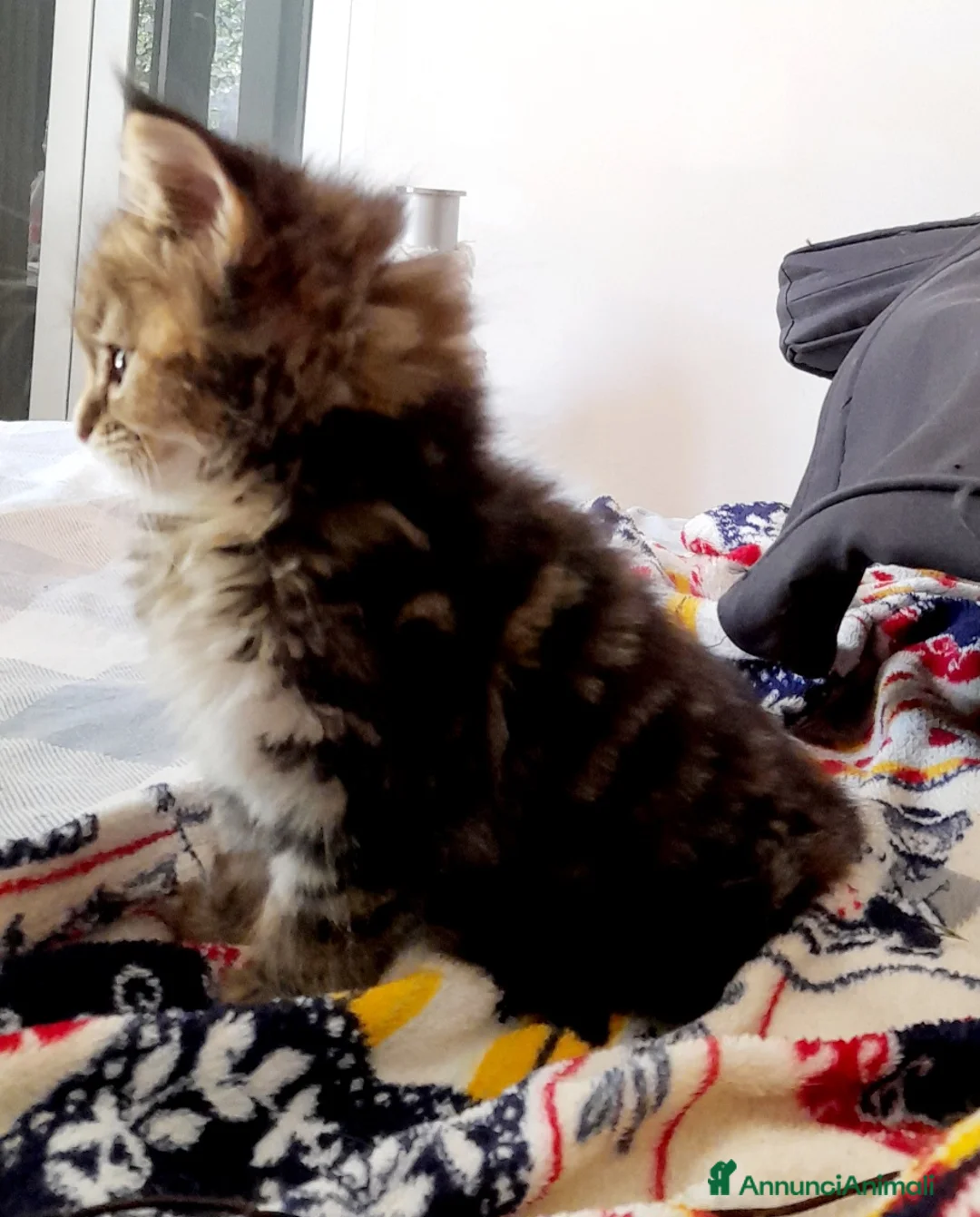 Maine Coon gatti in vendita: Cucciola di Maine Coon - Annuncio 6