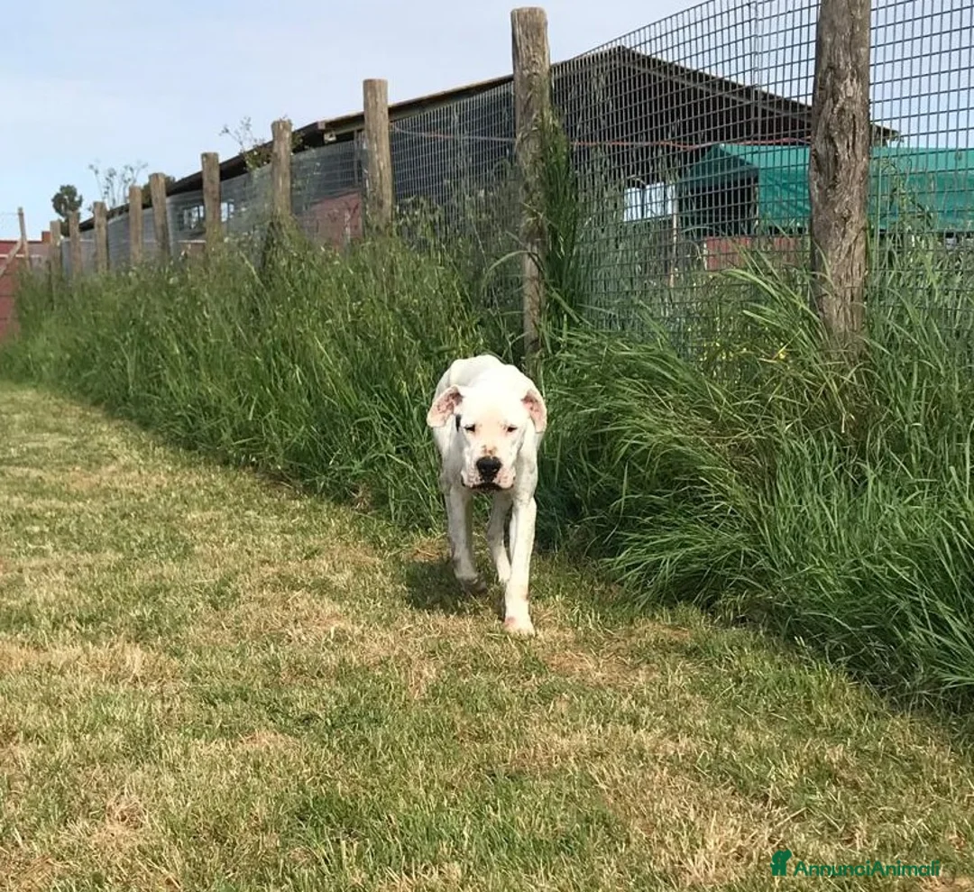 Dogo Argentino cani in regalo: DUGO il gigante buonissimo merita una casa a Provincia di Latina - Annuncio 5