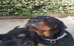 Rottweiler cani in vendita: Cuccioli di rottweiler  a Provincia di Verona - Immagine 4