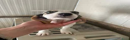 Meticcio cani in regalo: SIMPATICHE SORELLINE DI DUE MESI E MEZZO - Annuncio 11