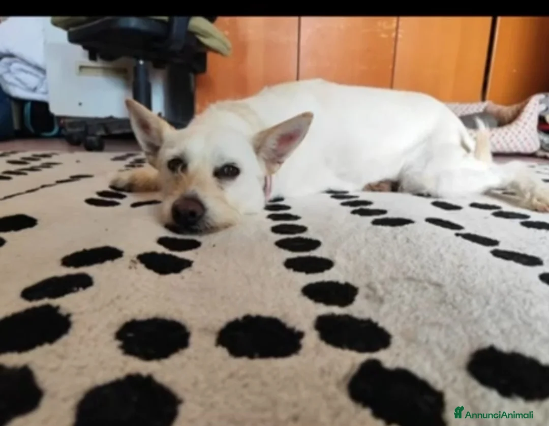 Meticcio cani in regalo: Femmina 3anni 8/9kg finita in canile.NAPOLI - Annuncio 2