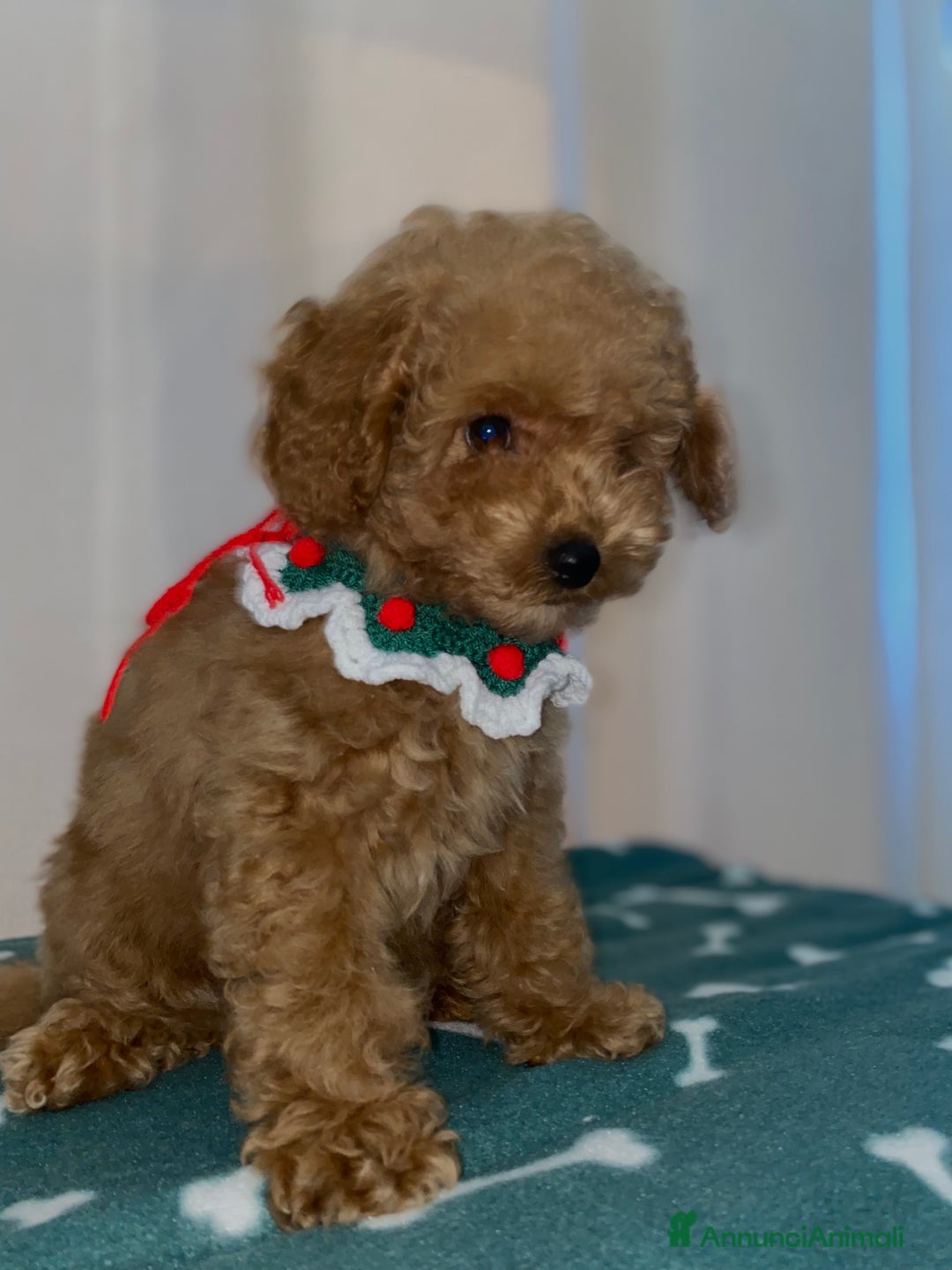 Barboncino Toy cani in vendita: cucciolo barboncino toy - Annuncio 1