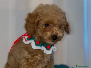 Barboncino Toy cani cucciolo barboncino toy - Annuncio 1