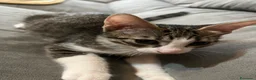 Meticcio gatti in regalo: Gattini di due mesi in regalo - Annuncio 9