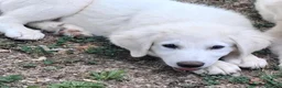 Pastore Abbruzzese Maremmano cani in vendita: Cucciolo di Pastore Maremmano-Abruzzese Maschio - Annuncio 4