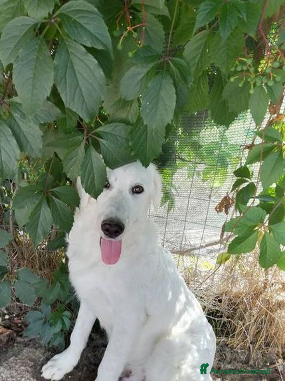 Meticcio cani in regalo: MUFFIN allegro e speranzoso - Annuncio 5
