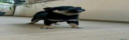 Shiba Inu cani in vendita: SPLENDIDI CUCCIOLI DI SHIBA INU - Annuncio 4