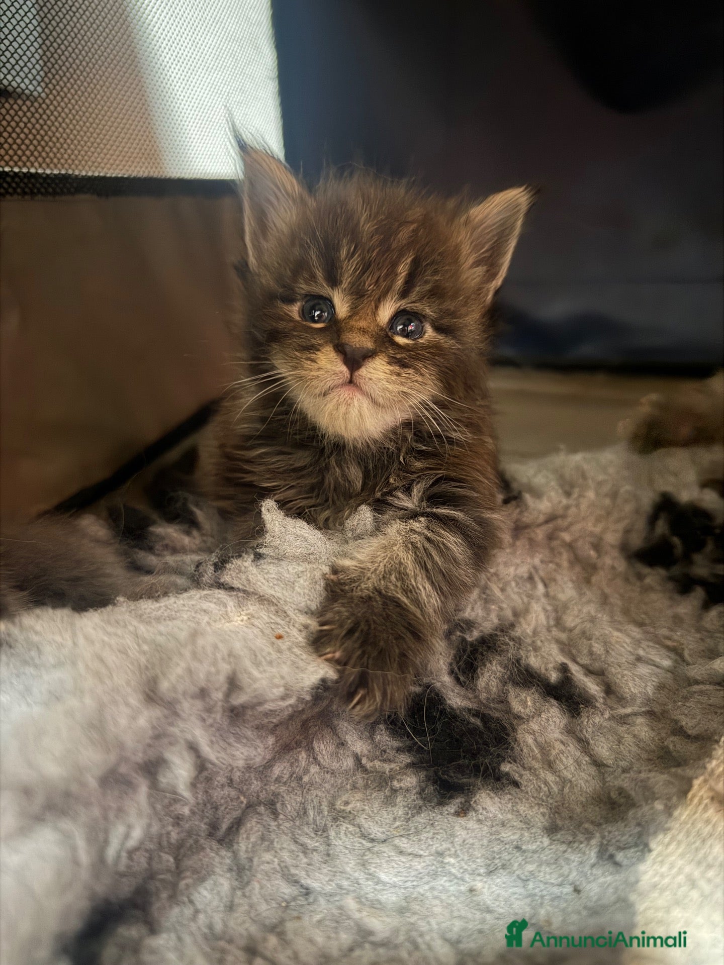 Maine Coon gatti Maine coon con pedigree - Annuncio 1