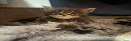 Maine Coon gatti in vendita: Maine coon con pedigree - Annuncio 1